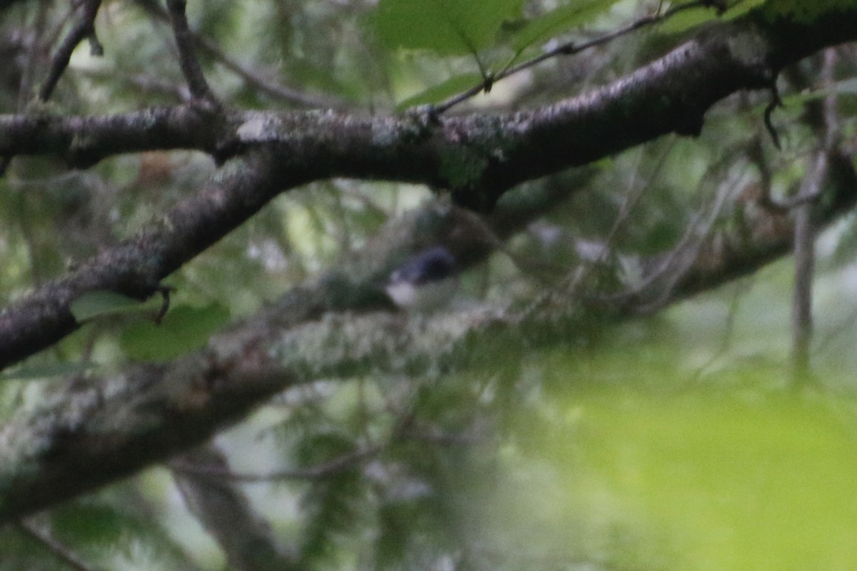 Black-throated Blue Warbler - ML257040641
