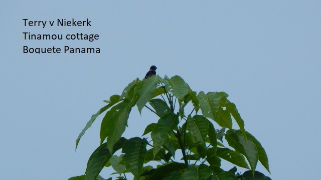 Variable Seedeater - ML257040751