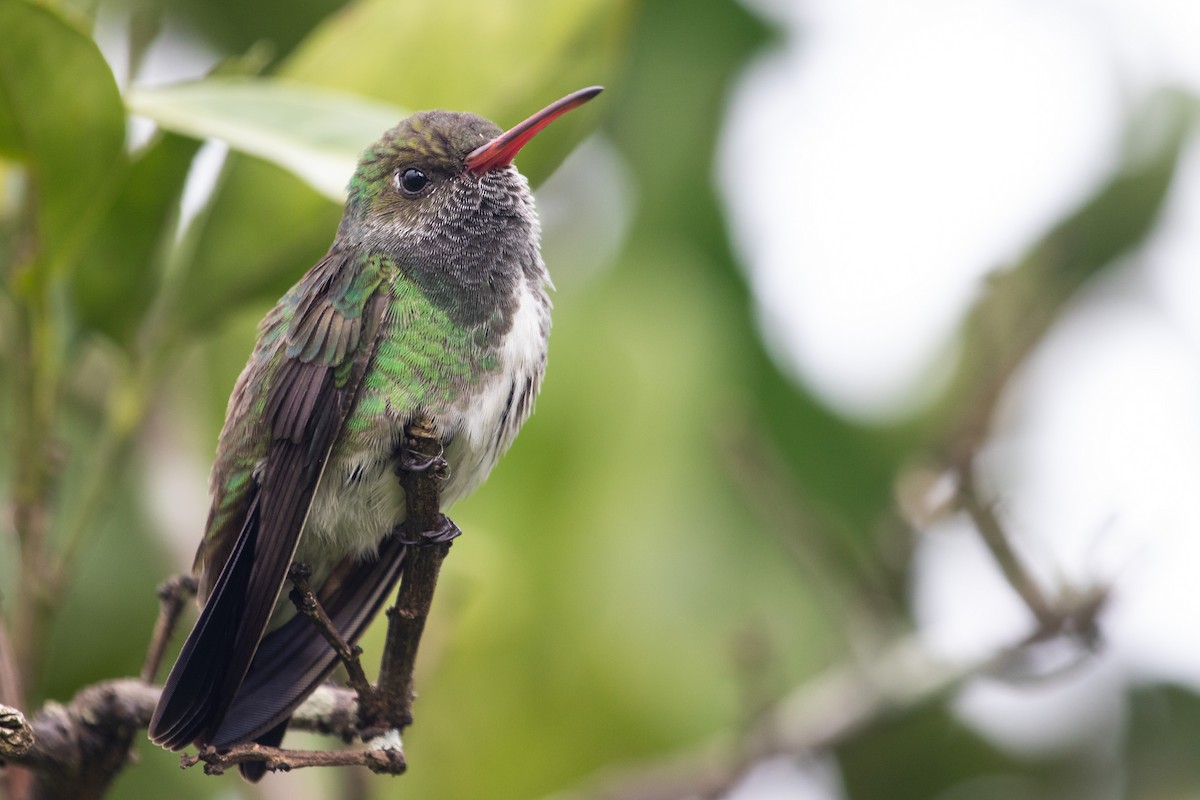 Glittering-throated Emerald - Jhonathan Miranda - Wandering Venezuela Birding Expeditions