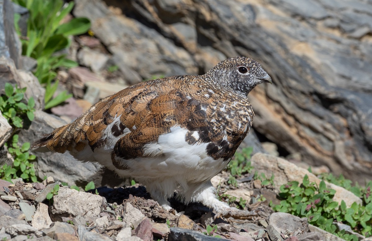 White-tailed Ptarmigan - Forest Botial-Jarvis