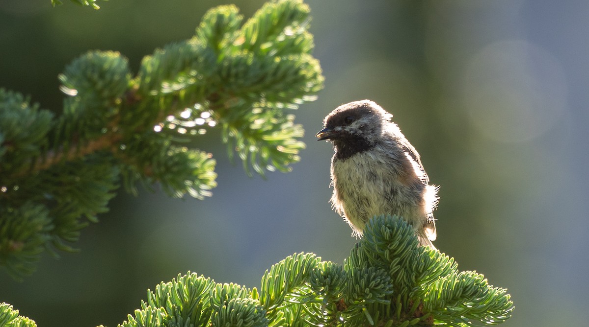 Boreal Chickadee - Forest Botial-Jarvis