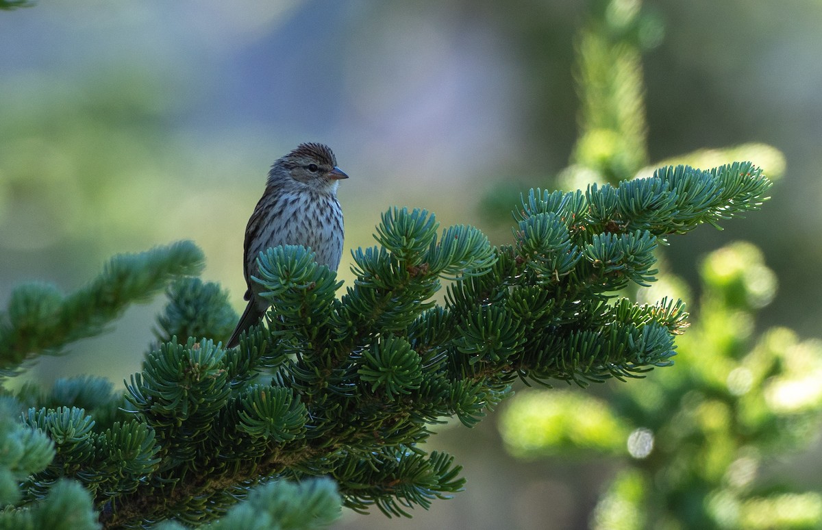 Chipping Sparrow - Forest Botial-Jarvis