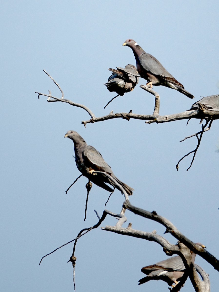 Band-tailed Pigeon - Thomas Jackman