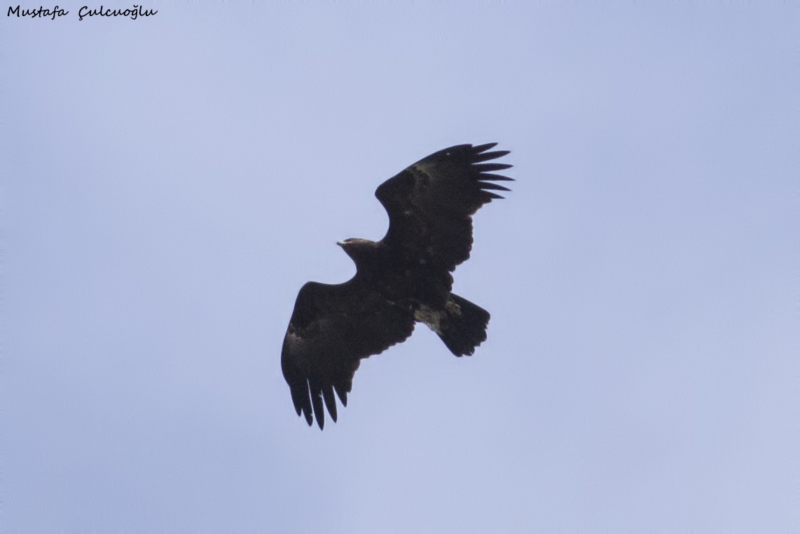 Greater Spotted Eagle - Mustafa Çulcuoğlu
