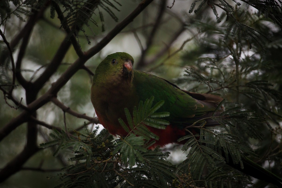 Australian King-Parrot - Neil Bloem