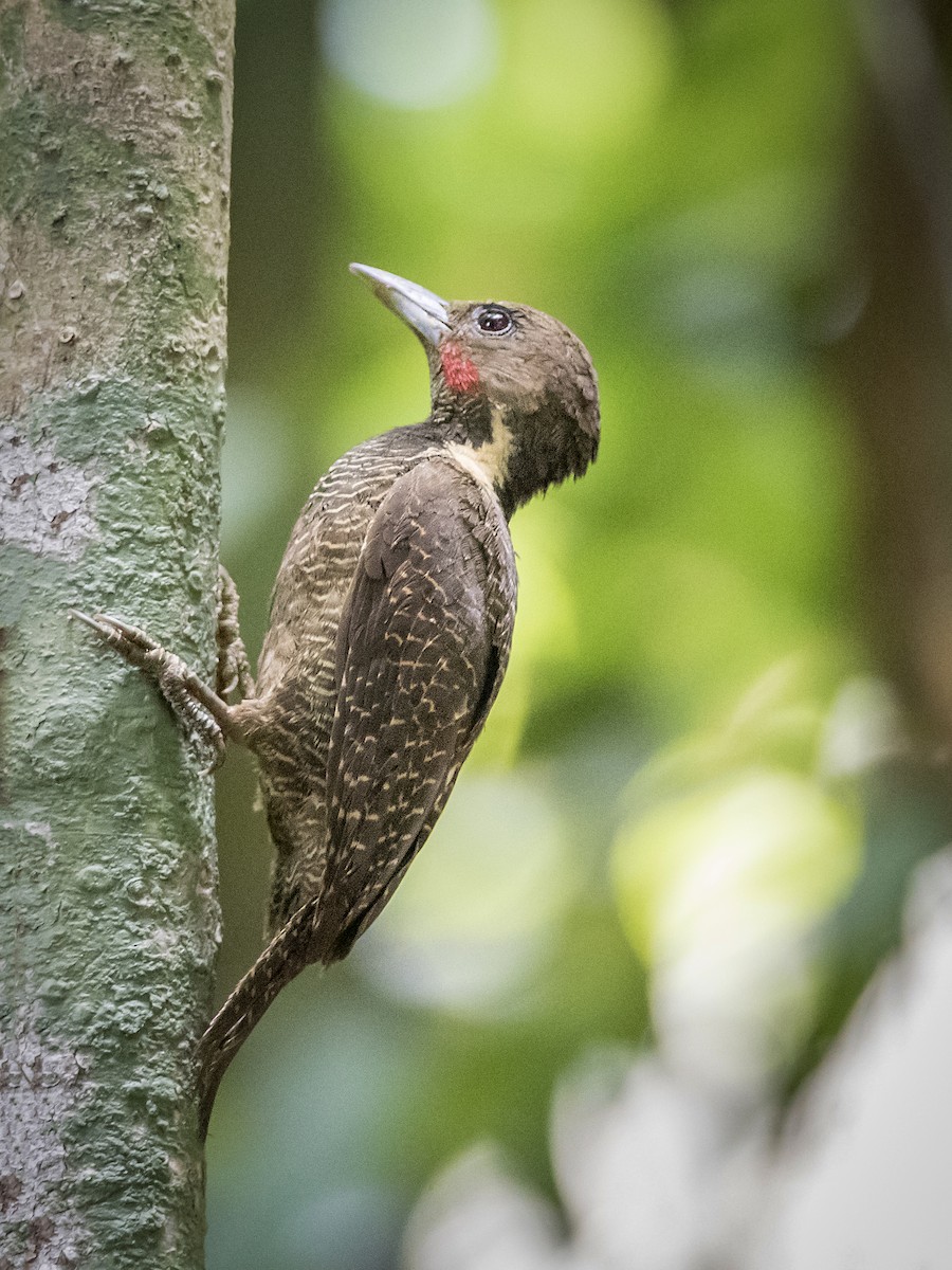 Buff-necked Woodpecker - ML257060891