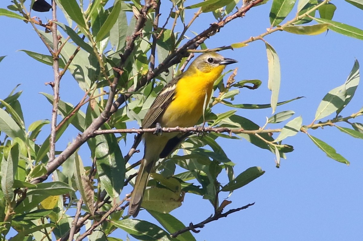 Yellow-breasted Chat x new world oriole sp. (hybrid) - ML257061391