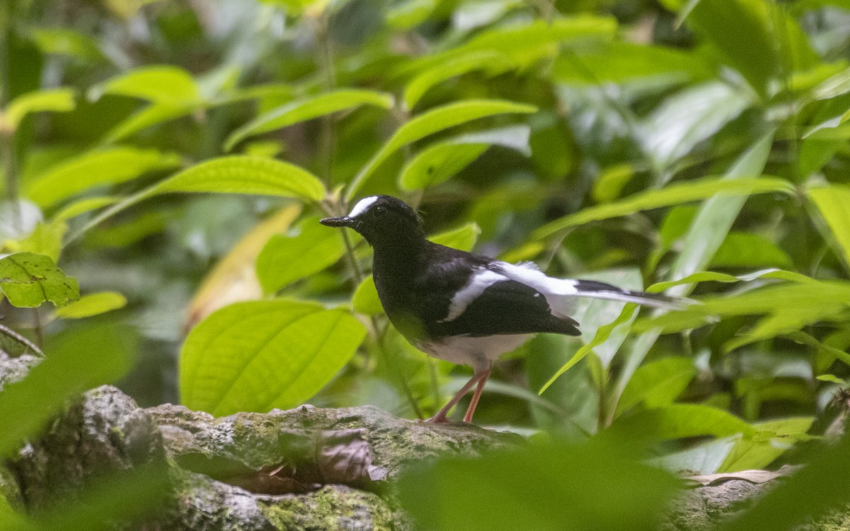 White-crowned Forktail - ML257061651