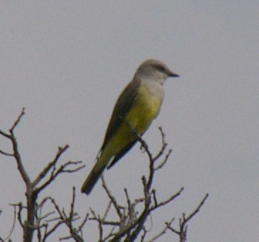 Western Kingbird - Charley Hesse TROPICAL BIRDING