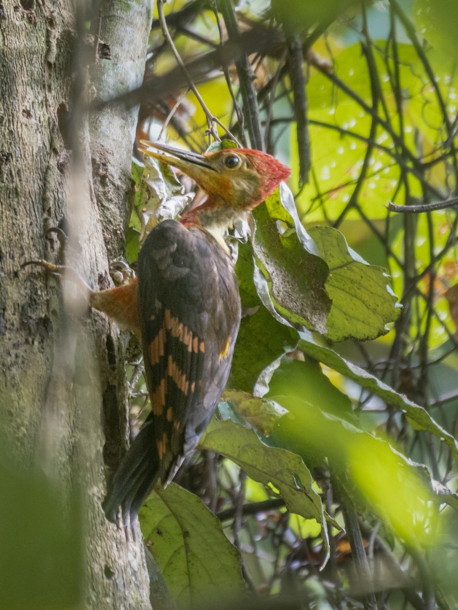 Orange-backed Woodpecker - ML257062401