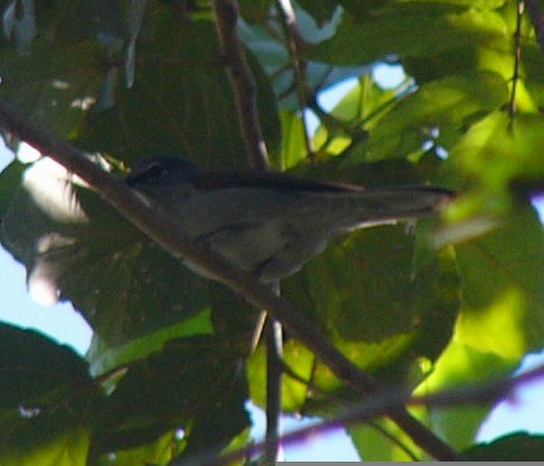 Brown-backed Solitaire - ML257063381