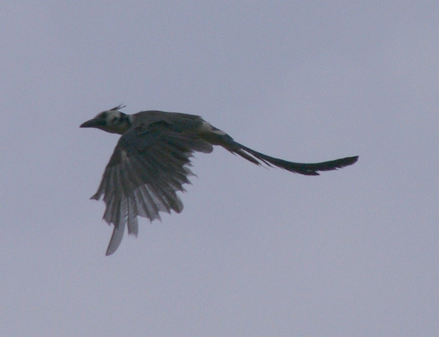 White-throated Magpie-Jay - ML257063451