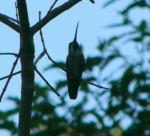 kolibřík achátový - ML257064301