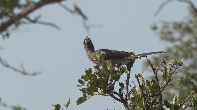 African Gray Hornbill - ML257064581