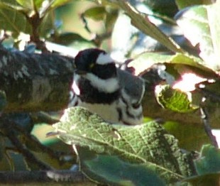 Black-throated Gray Warbler - Charley Hesse TROPICAL BIRDING