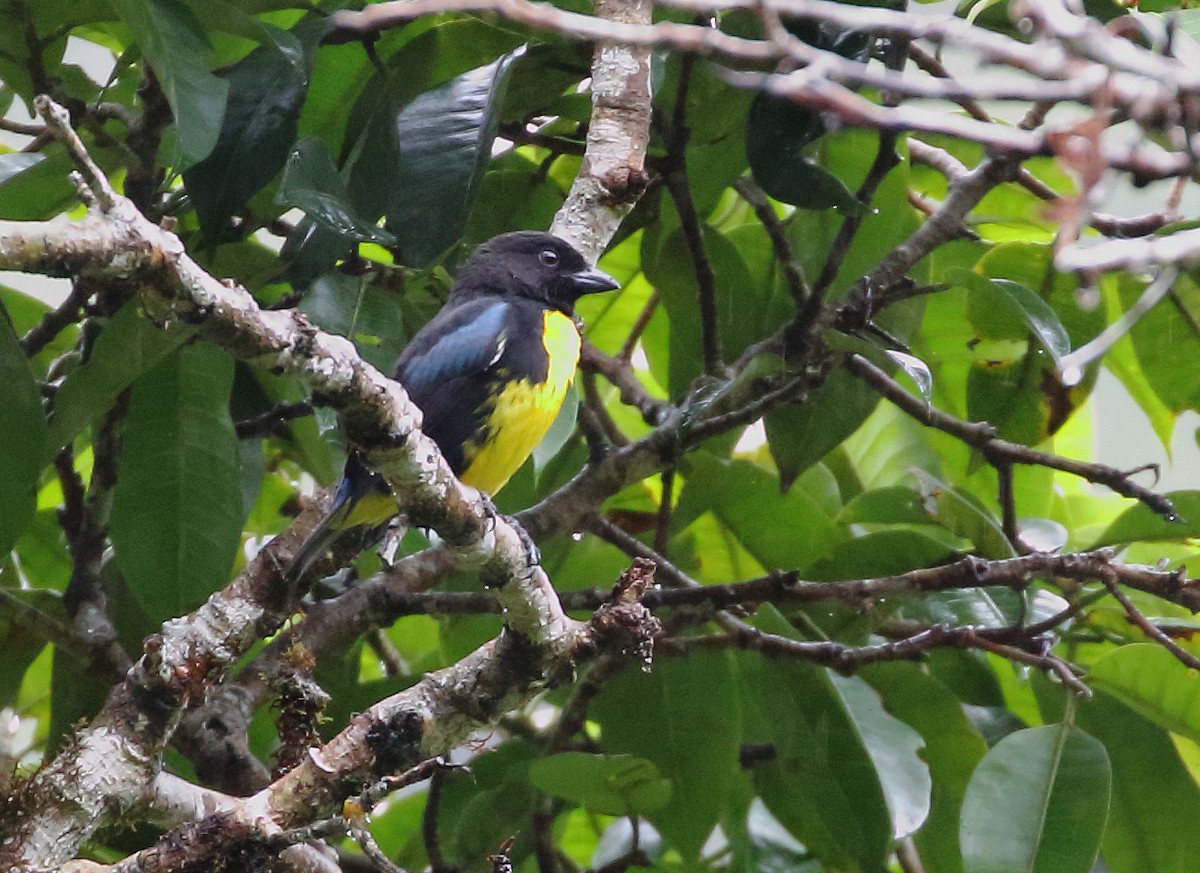 Black-and-gold Tanager - William Price