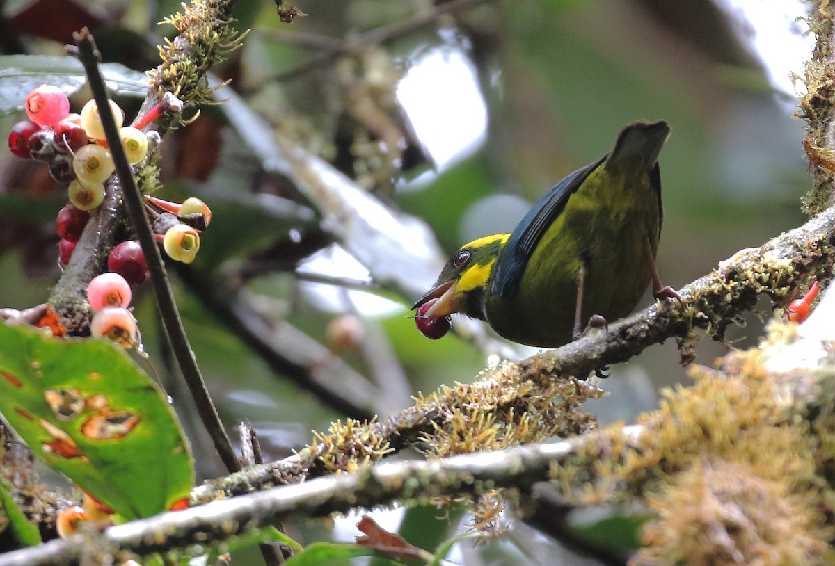 Gold-ringed Tanager - ML257066951