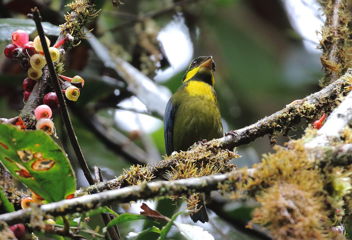 Gold-ringed Tanager - ML257067001
