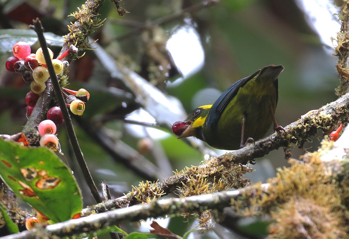 Gold-ringed Tanager - William Price