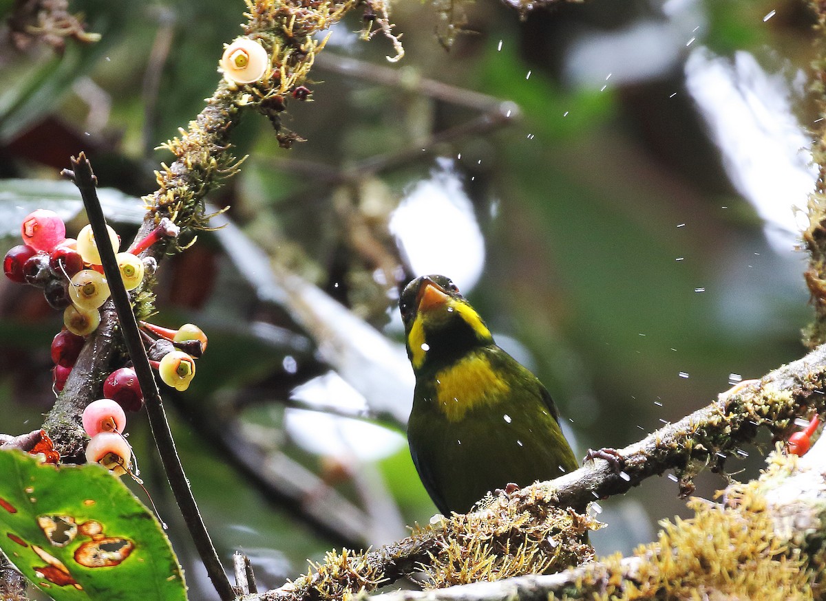 Gold-ringed Tanager - ML257067041