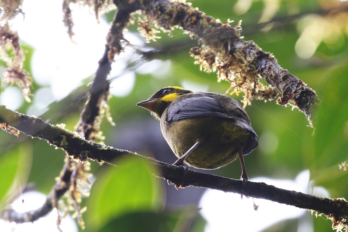 Gold-ringed Tanager - ML257067061