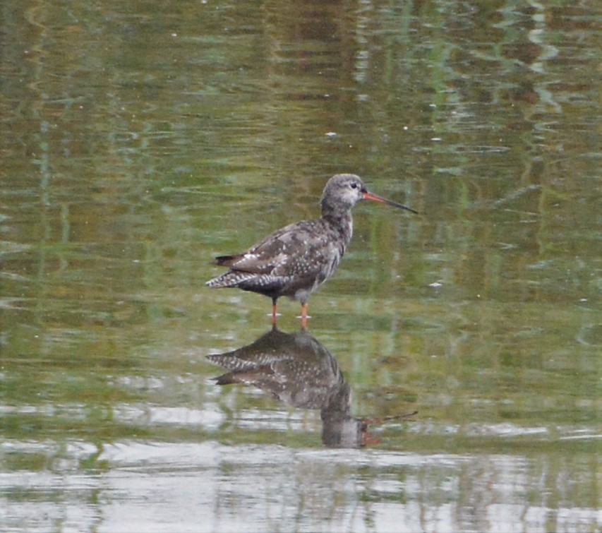 Spotted Redshank - ML257067221