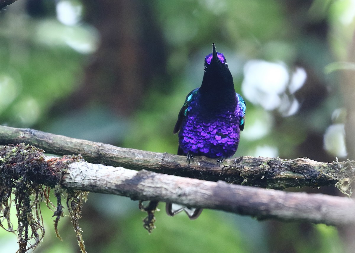 kolibřík hyacintový - ML257067581