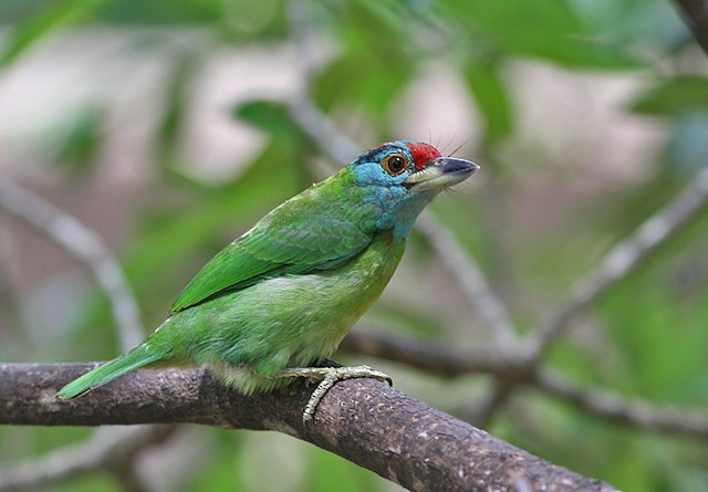 Lateral view (subspecies <em class="SciName notranslate">davisoni</em>). - Blue-throated Barbet - 