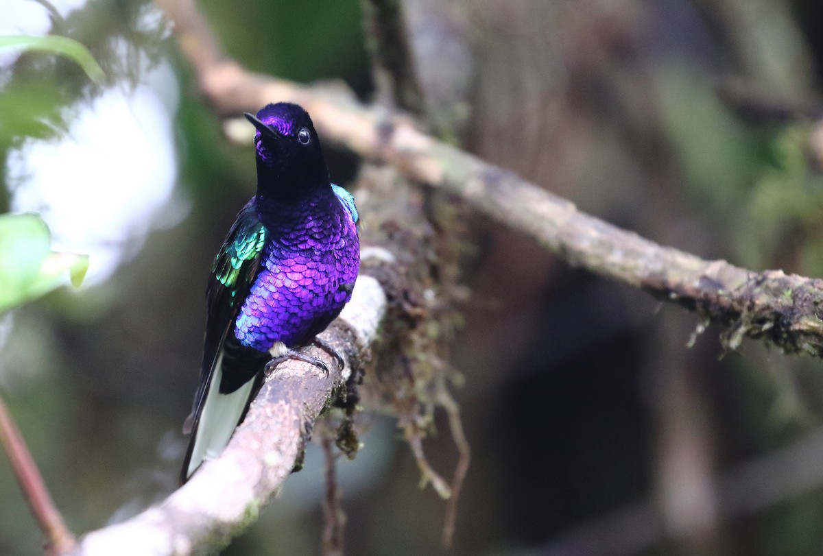 kolibřík hyacintový - ML257067661