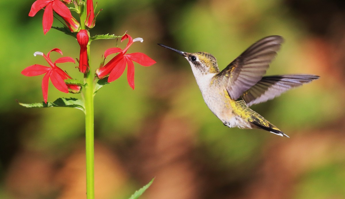 Ruby-throated Hummingbird - Diane St-Jacques