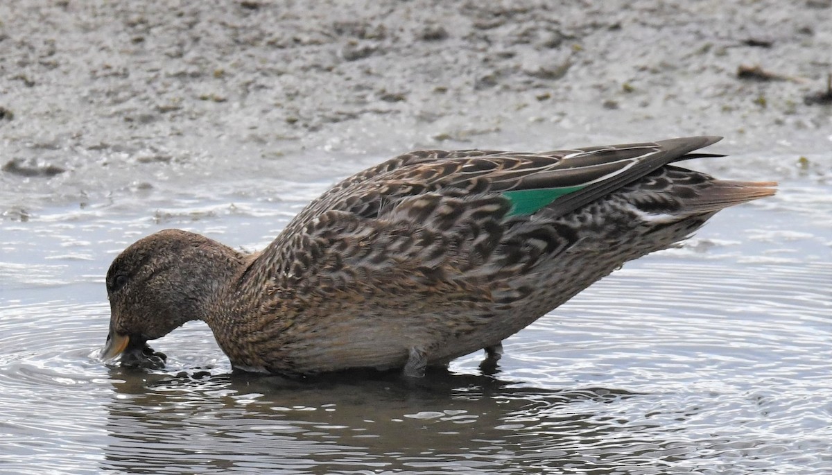 Green-winged Teal - ML257071541