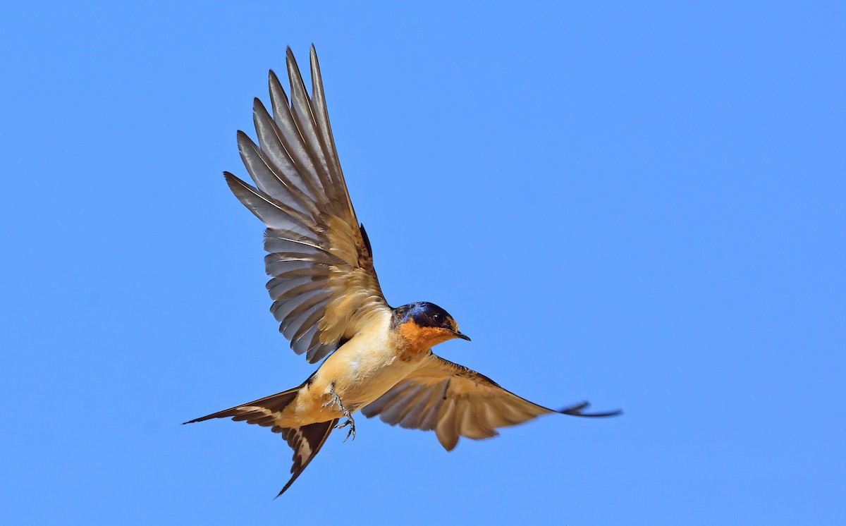 Barn Swallow - Ad Konings