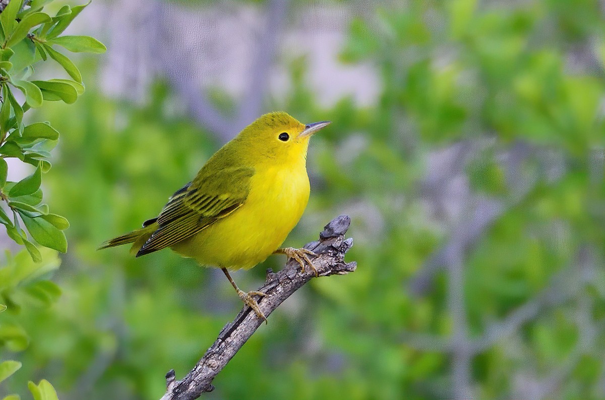 Yellow Warbler - Ad Konings
