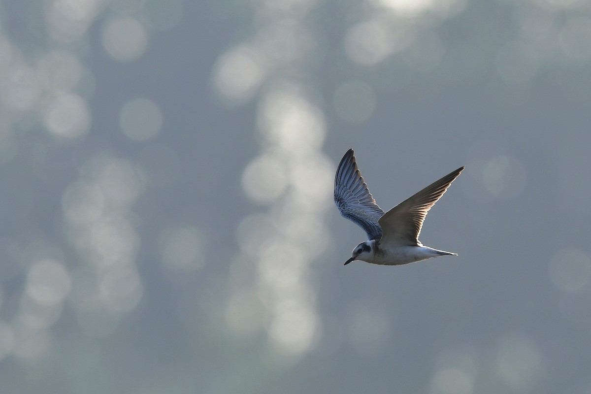 White-winged Tern - ML257082321
