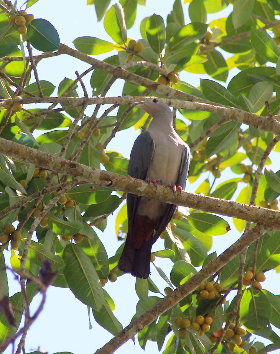 Island Imperial-Pigeon - ML257082801