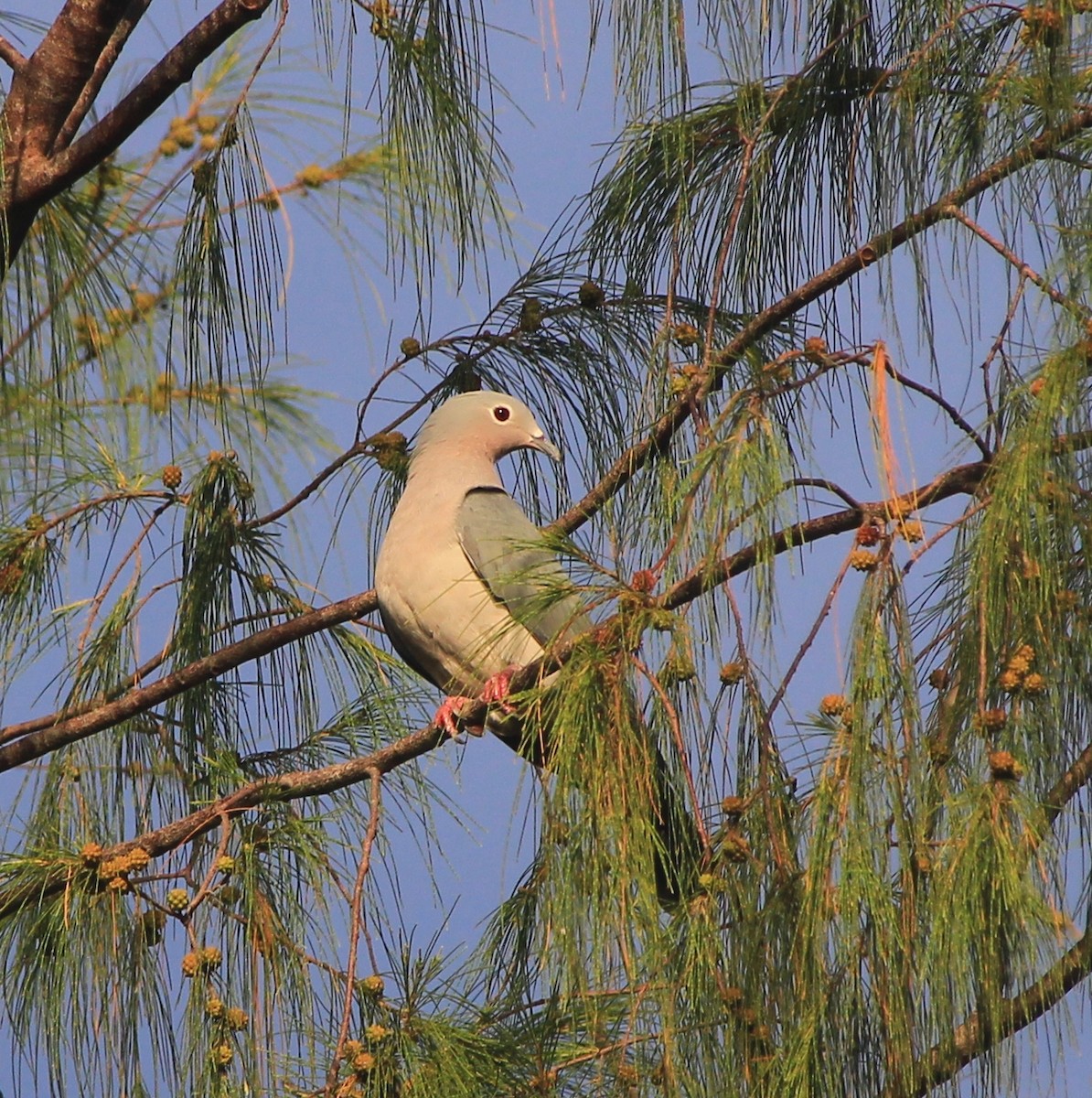 Island Imperial-Pigeon - ML257083661