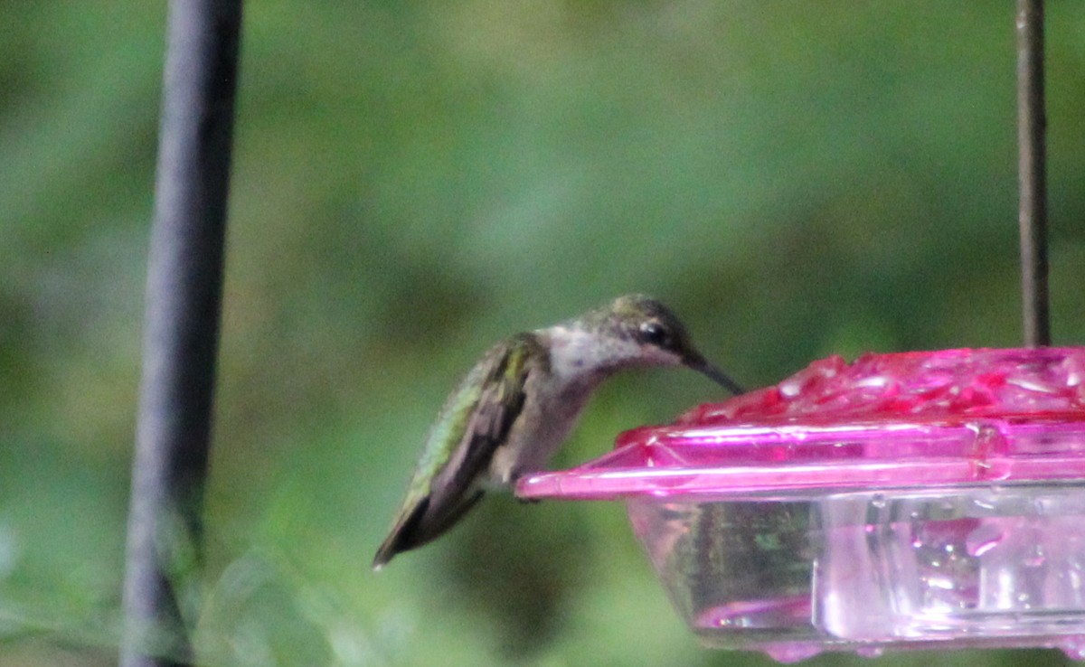 Ruby-throated Hummingbird - ML257084601