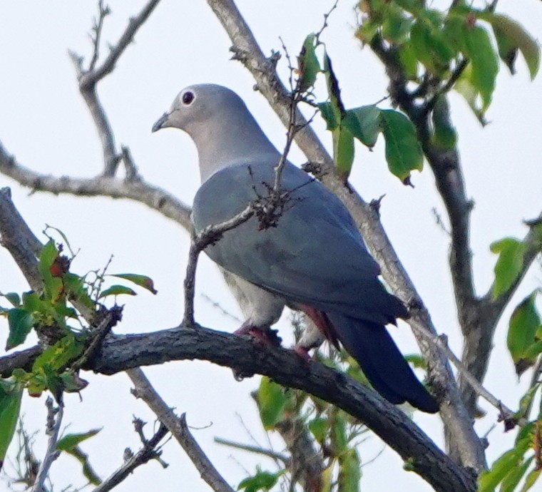Island Imperial-Pigeon - ML257084761