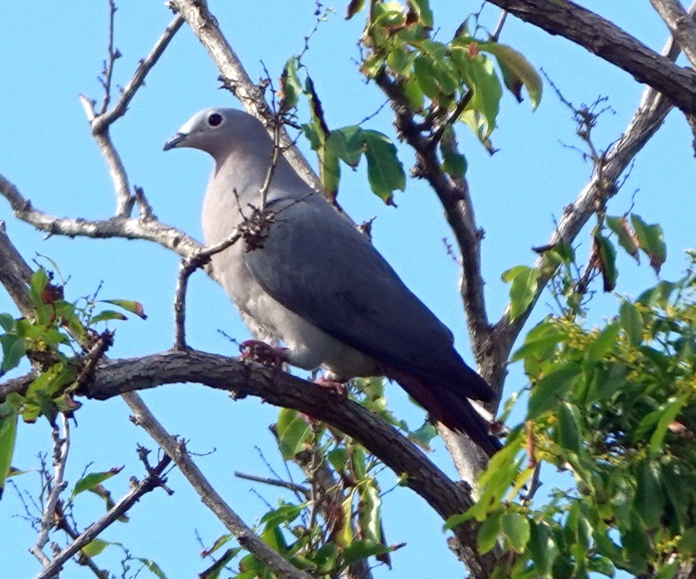 Island Imperial-Pigeon - ML257084771
