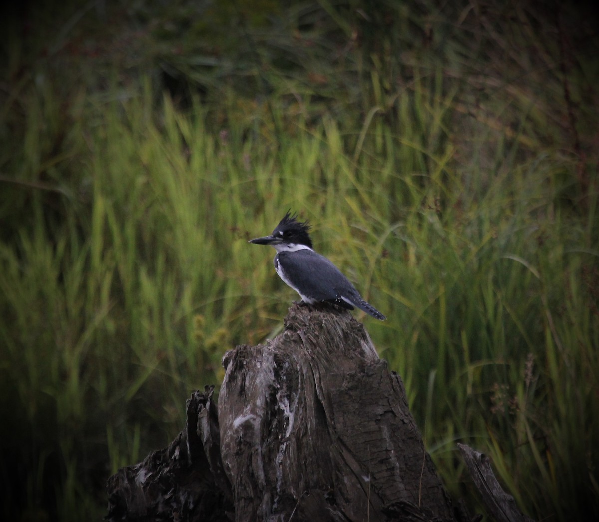Belted Kingfisher - ML257093641