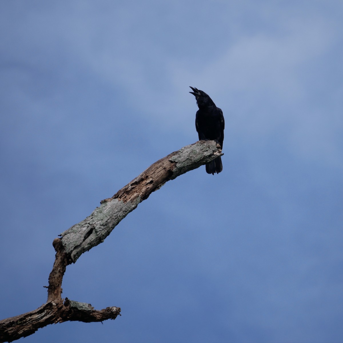 Fish Crow - Reade Everett