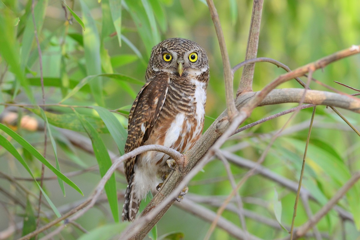 Asian Barred Owlet - Wachara  Sanguansombat