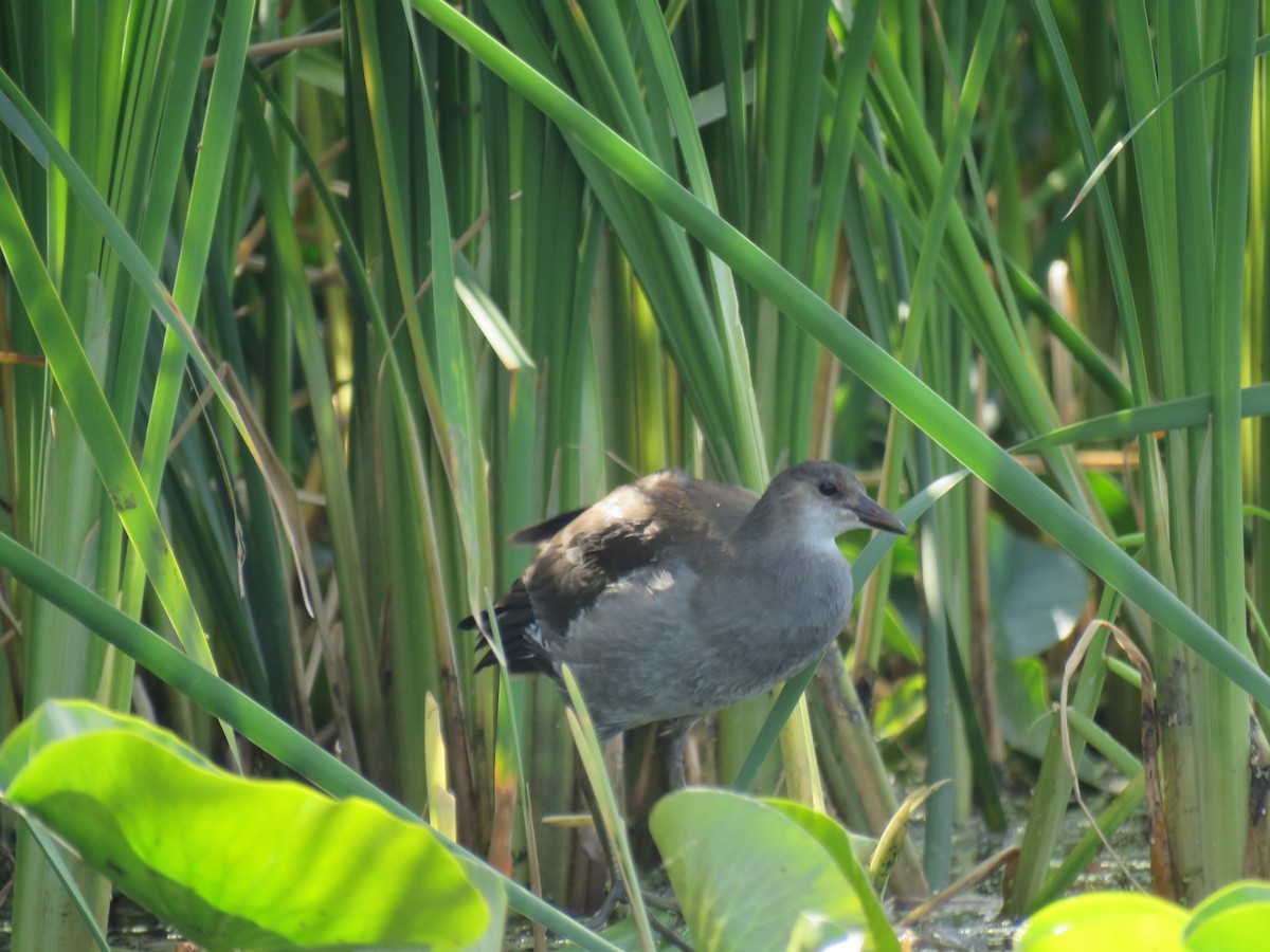 Common Gallinule - Stacy Robinson