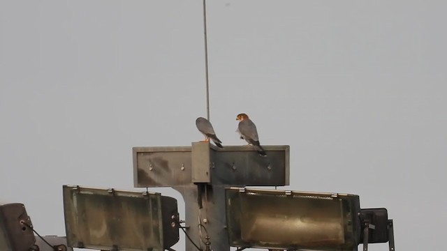 Red-necked Falcon - ML257105801