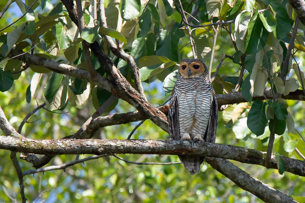 Spotted Wood-Owl - Ayuwat Jearwattanakanok