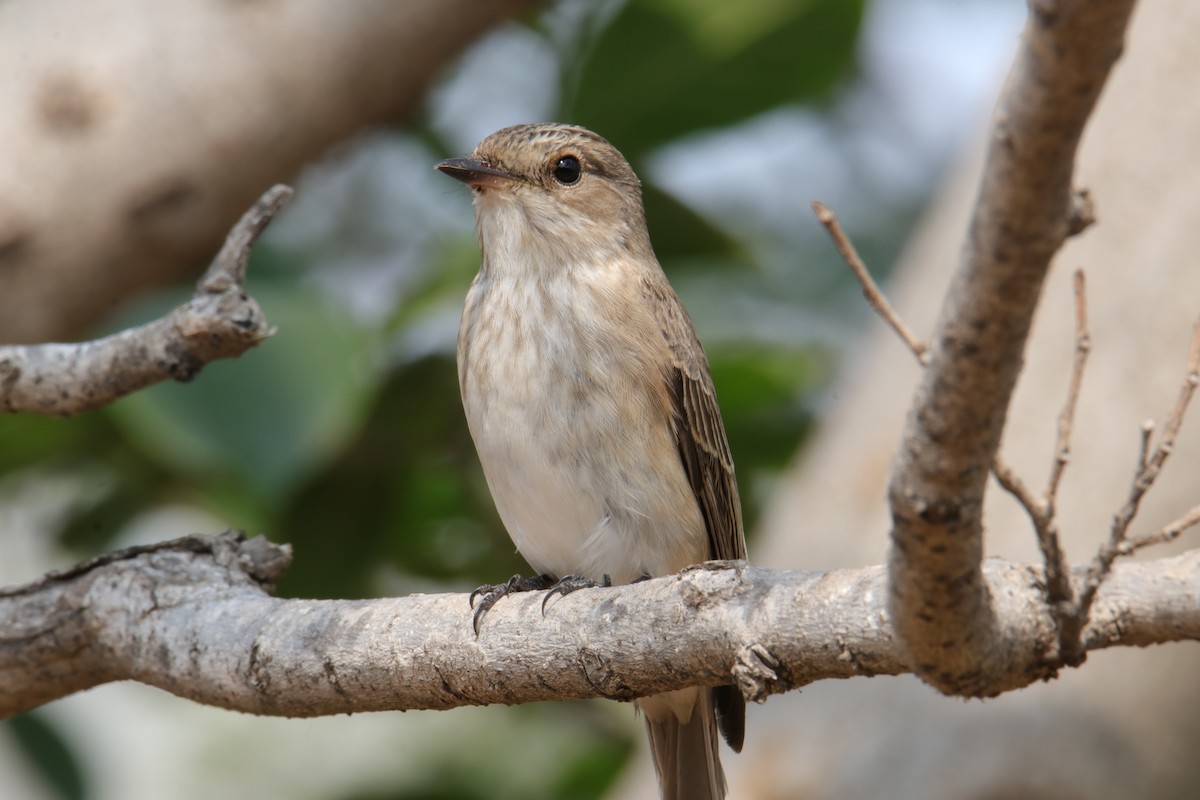 Spotted Flycatcher - Pradyumna Vidwansa