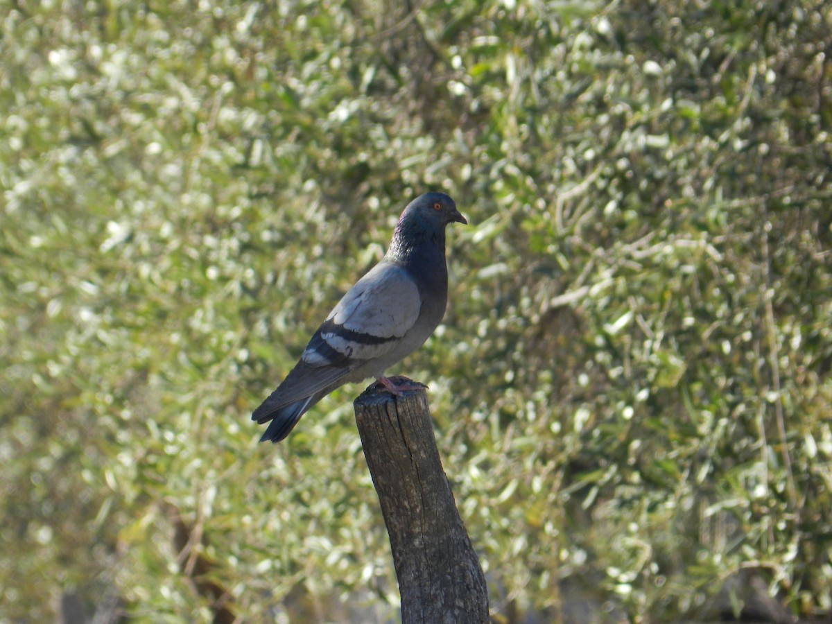 Rock Pigeon (Feral Pigeon) - ML257109261