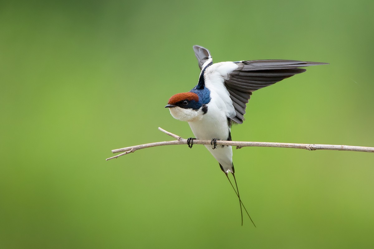 Wire-tailed Swallow - ML257110041