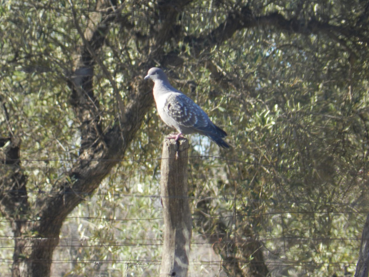 Spot-winged Pigeon - ML257110211