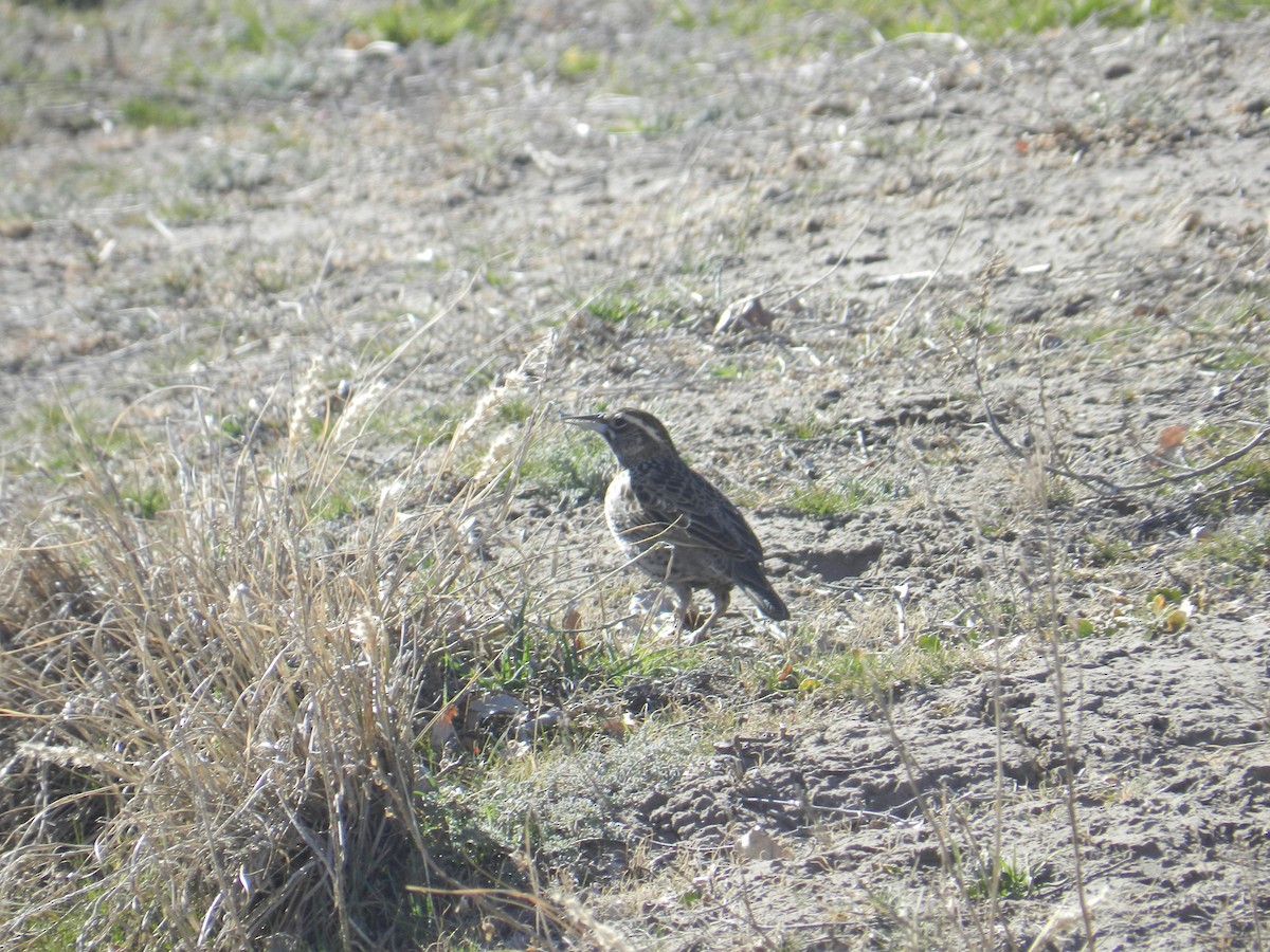 Long-tailed Meadowlark - ML257116421